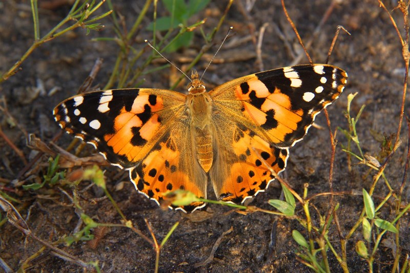 Una mariposa recorre 12.000 kilómetros y atraviesa dos veces el Sáhara en busca de buen clima